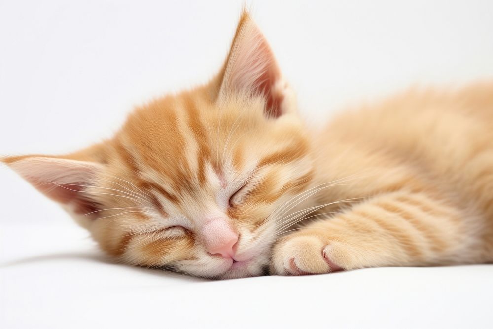 Kitten animal mammal cute. AI generated Image by rawpixel.