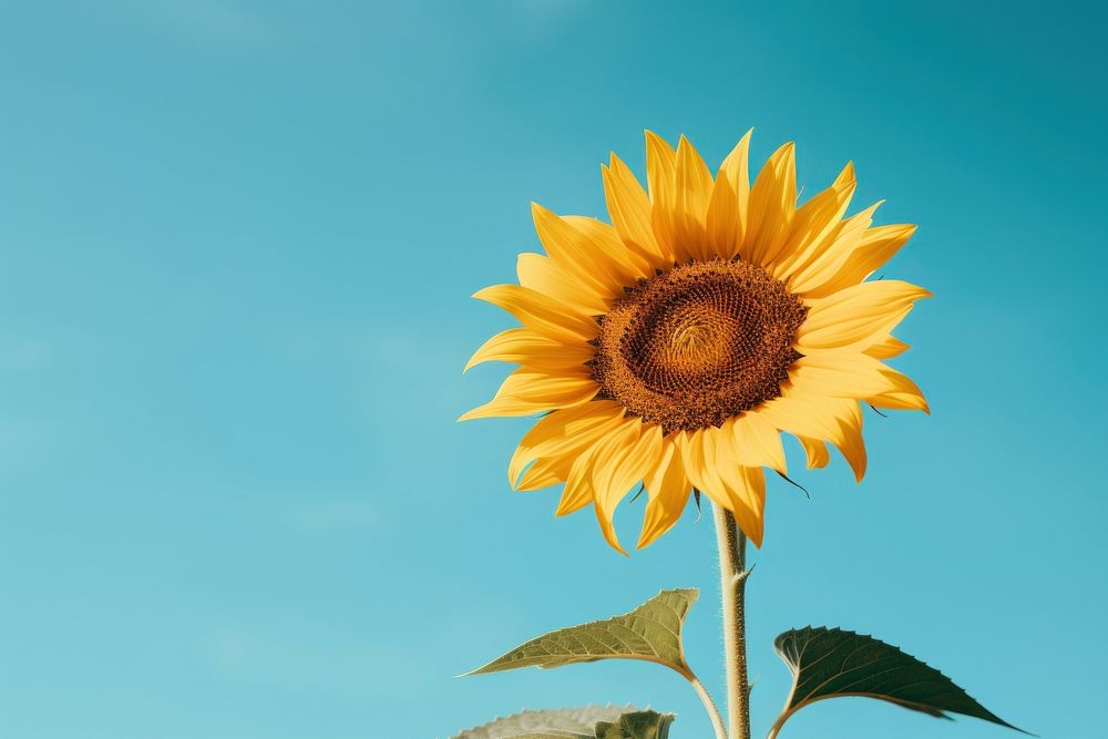 Sunflower outdoors nature summer. AI generated Image by rawpixel.