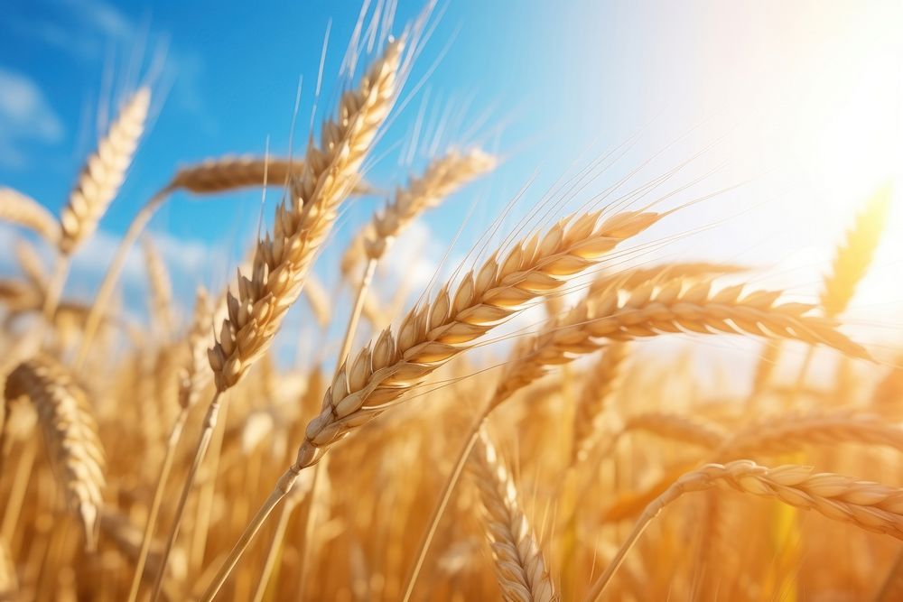 Wheat sky agriculture backgrounds