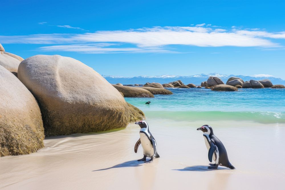 Penguin beach outdoors nature. AI generated Image by rawpixel.