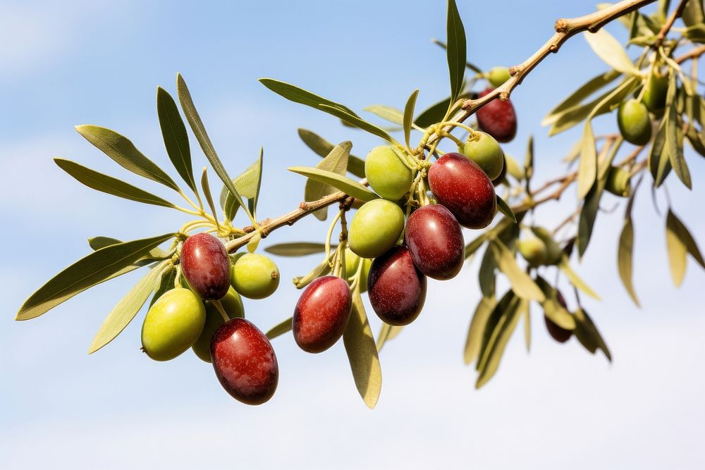 Plant olive fruit tree. 