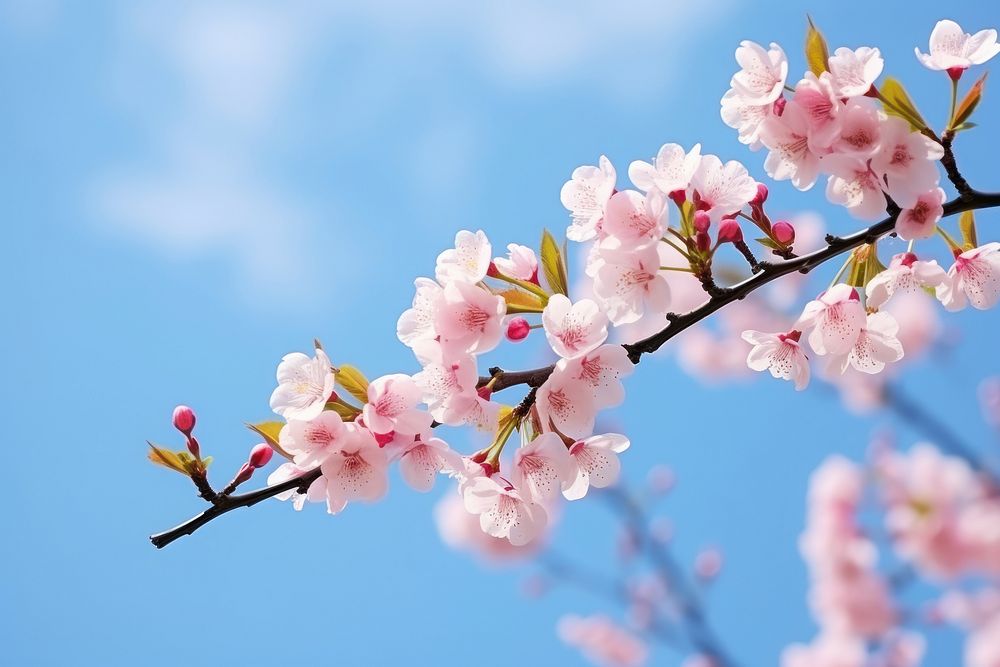 Blossom flower outdoors branch. 