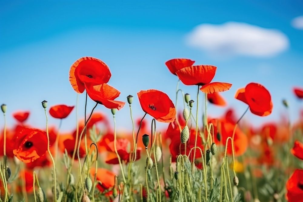 Flower poppy outdoors nature. AI generated Image by rawpixel.