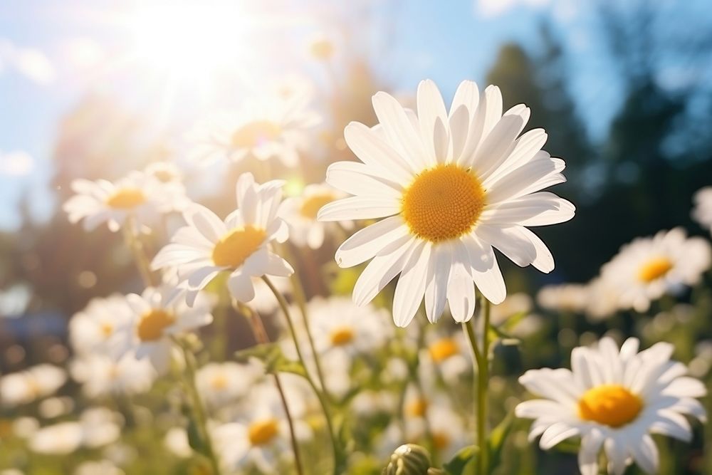 Daisy sunlight outdoors blossom. AI generated Image by rawpixel.