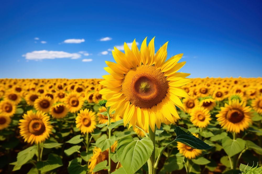 Sunflower landscape outdoors blossom. AI generated Image by rawpixel.