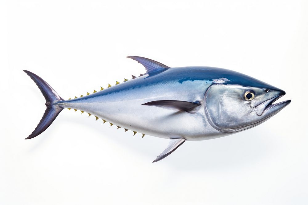Animal fish tuna white background. AI generated Image by rawpixel.