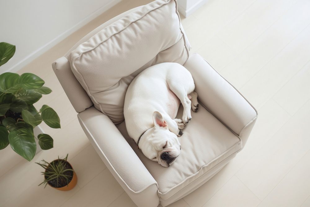 Armchair dog furniture bulldog. AI generated Image by rawpixel.