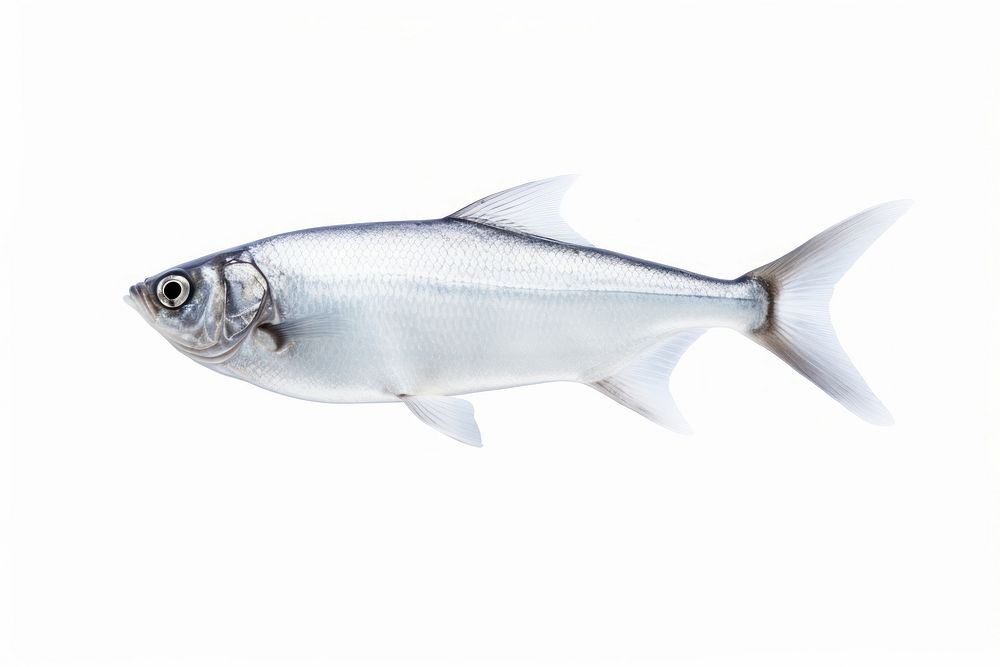 Fish seafood animal white background. AI generated Image by rawpixel.