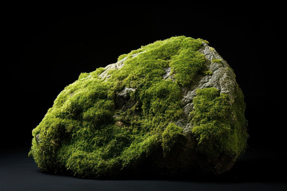 Moss rock nature plant. AI generated Image by rawpixel.