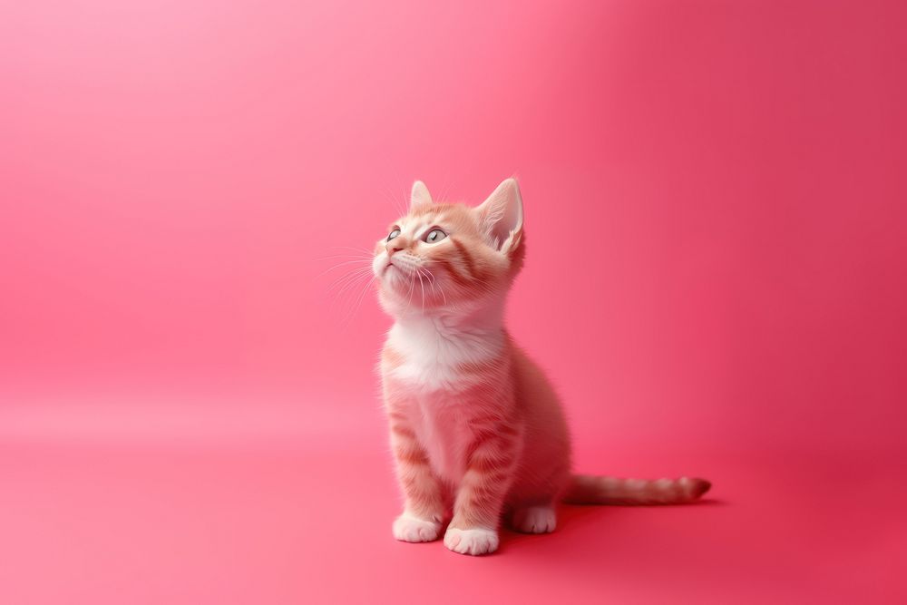 Kitten animal mammal pet. AI generated Image by rawpixel.