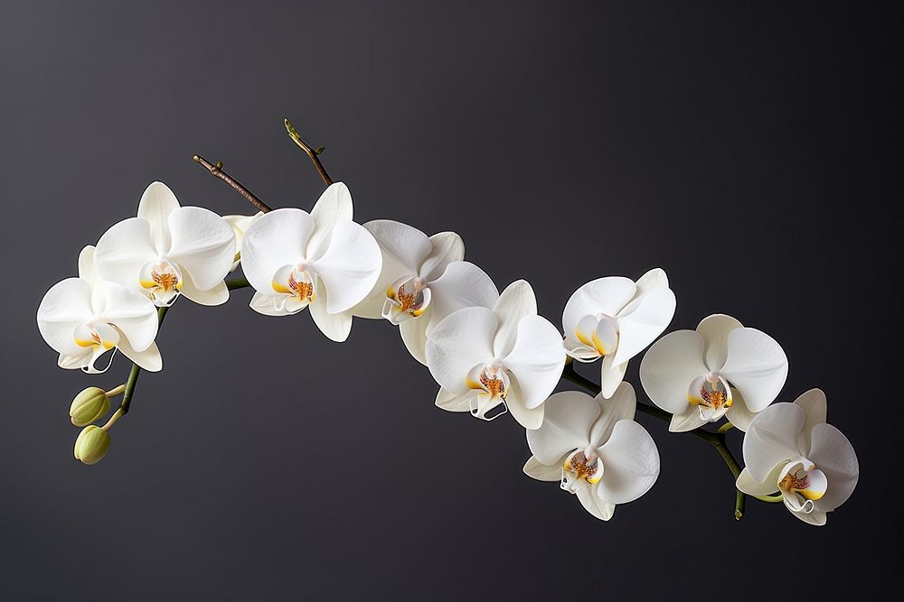 Orchid nature flower plant. AI generated Image by rawpixel.