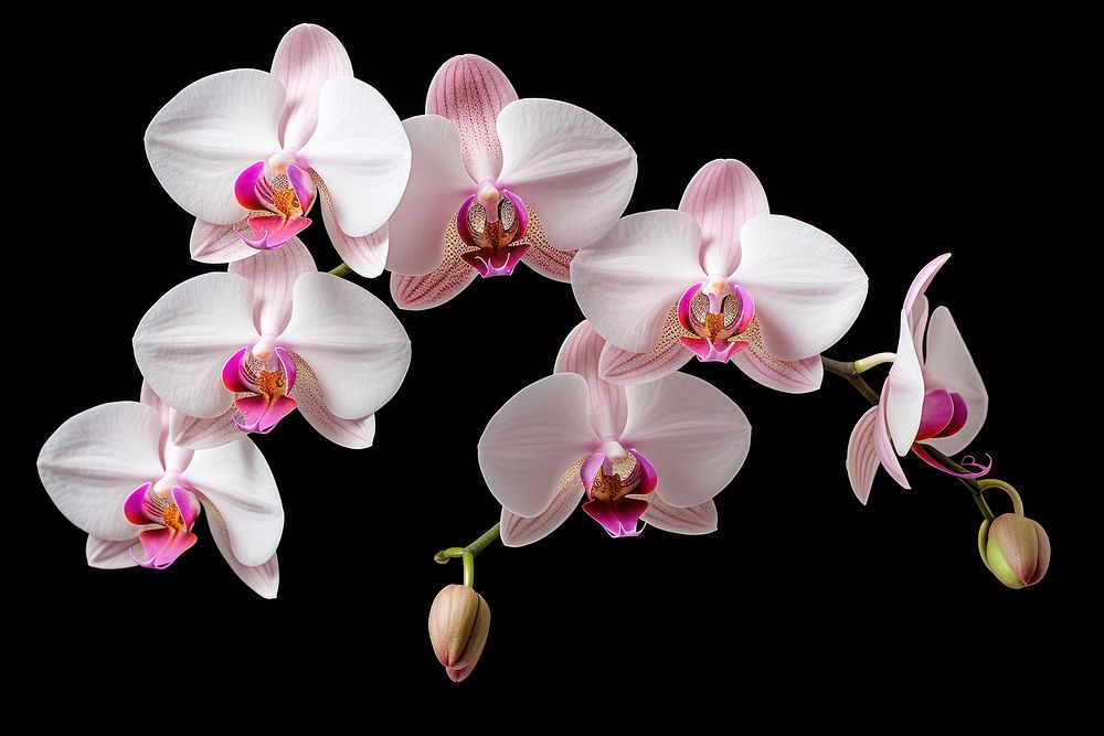 Orchid nature flower petal. AI generated Image by rawpixel.