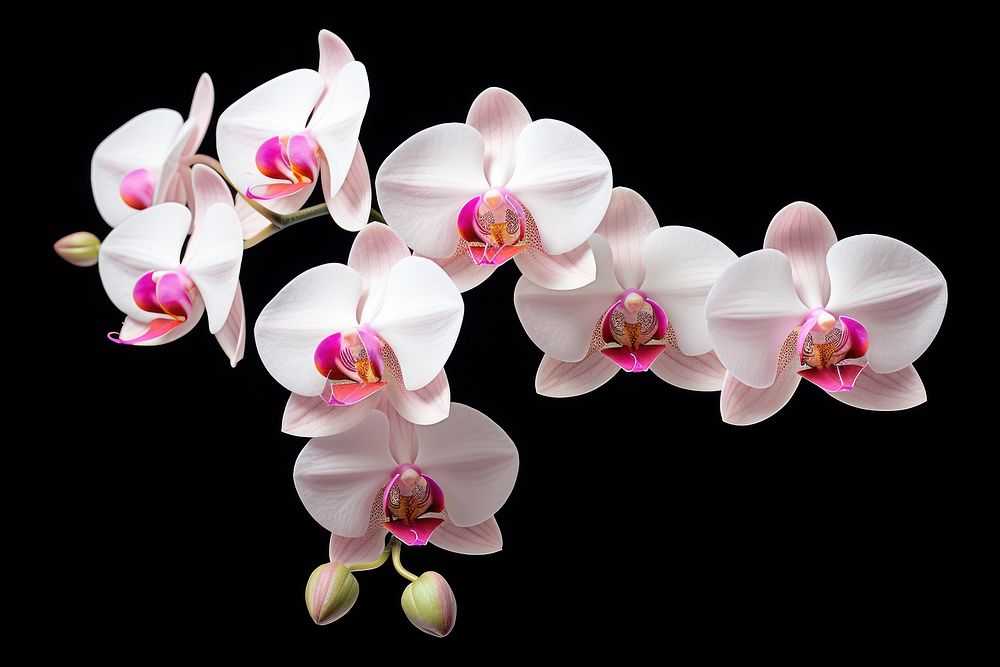 Orchid flower nature petal. AI generated Image by rawpixel.