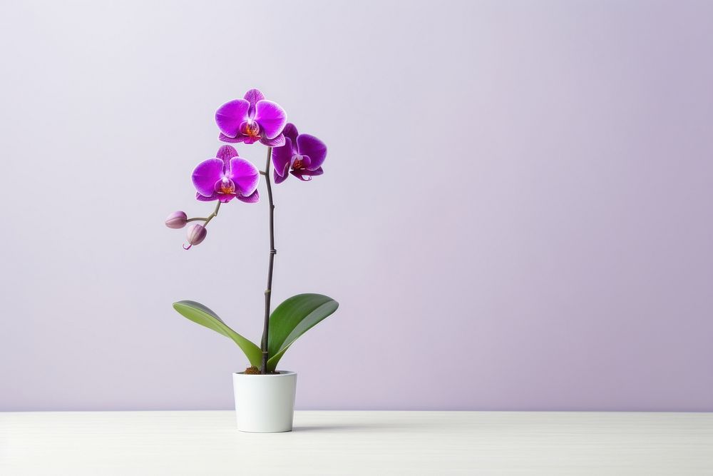 Orchid nature flower purple. AI generated Image by rawpixel.