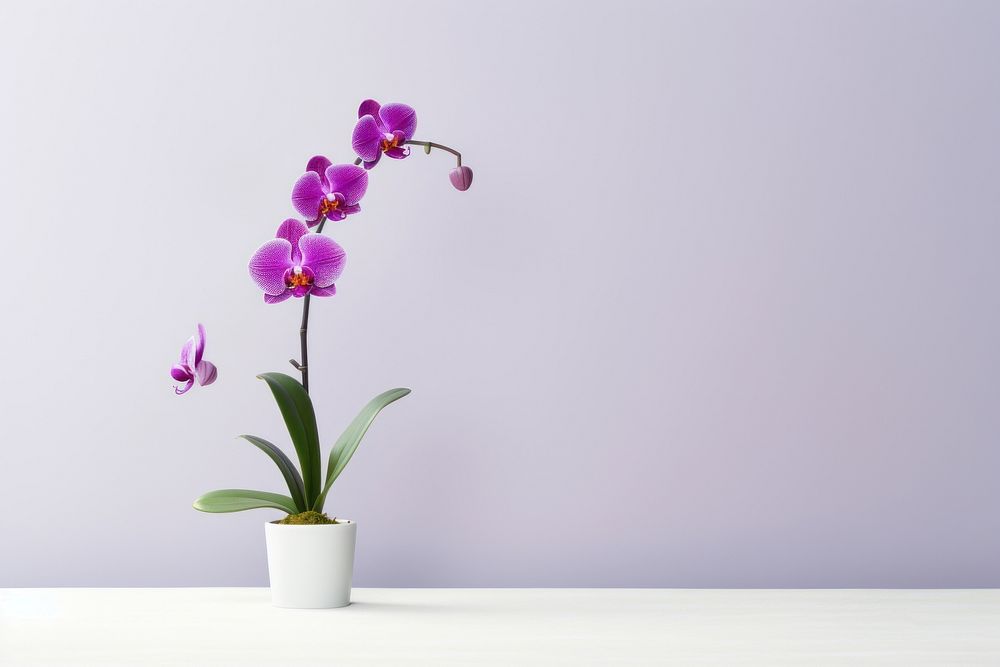 Orchid flower nature purple. 