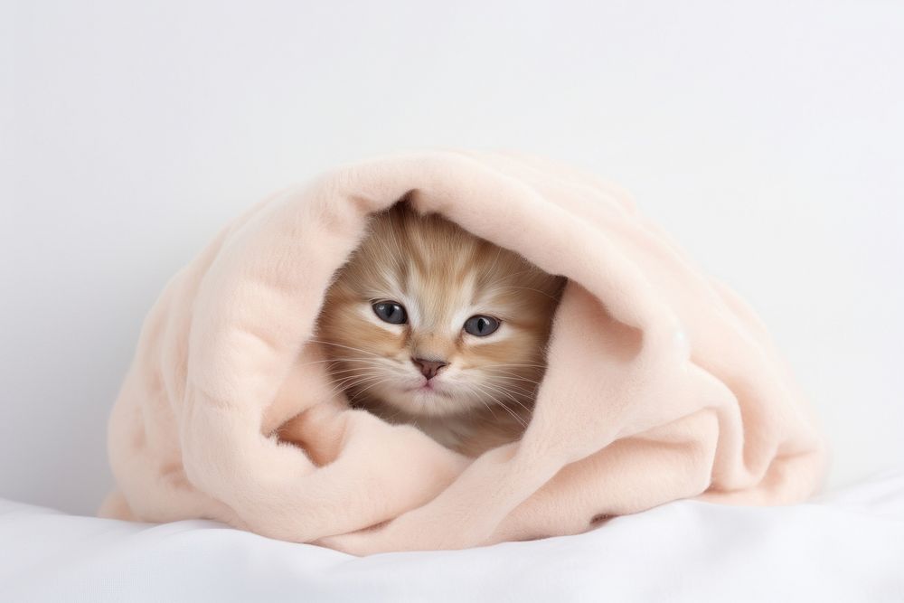 Blanket kitten mammal animal. 