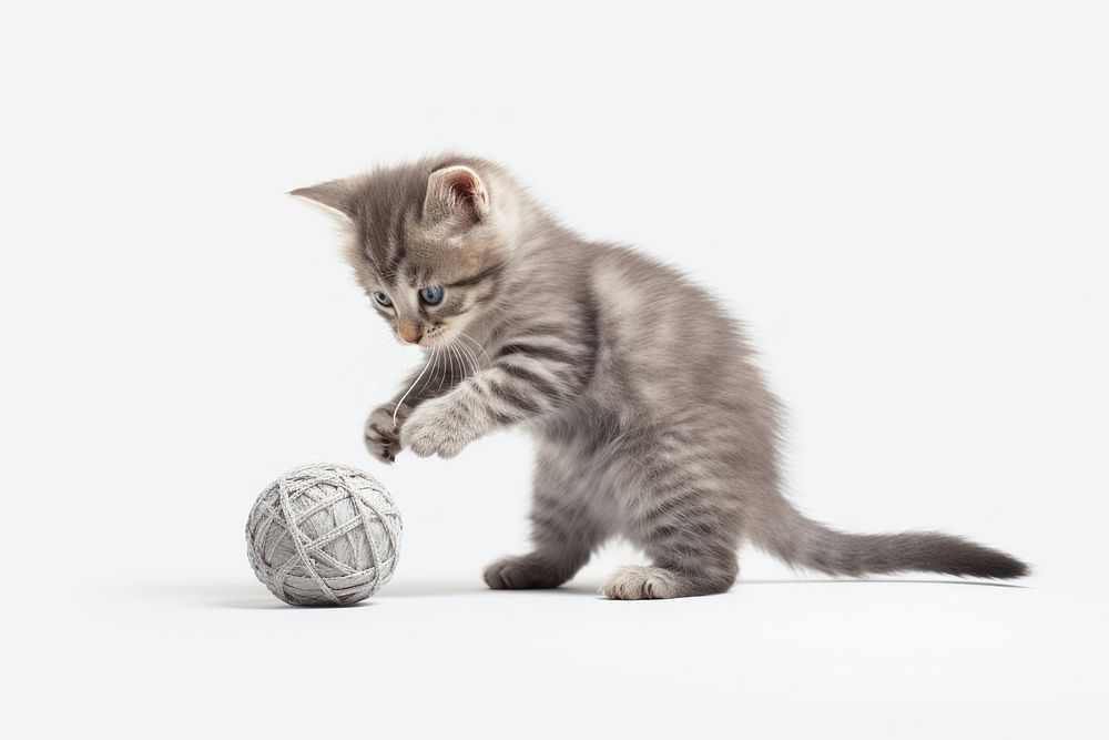 Kitten mammal animal ball. AI generated Image by rawpixel.