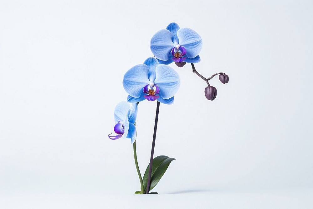 Nature orchid blossom flower. AI generated Image by rawpixel.