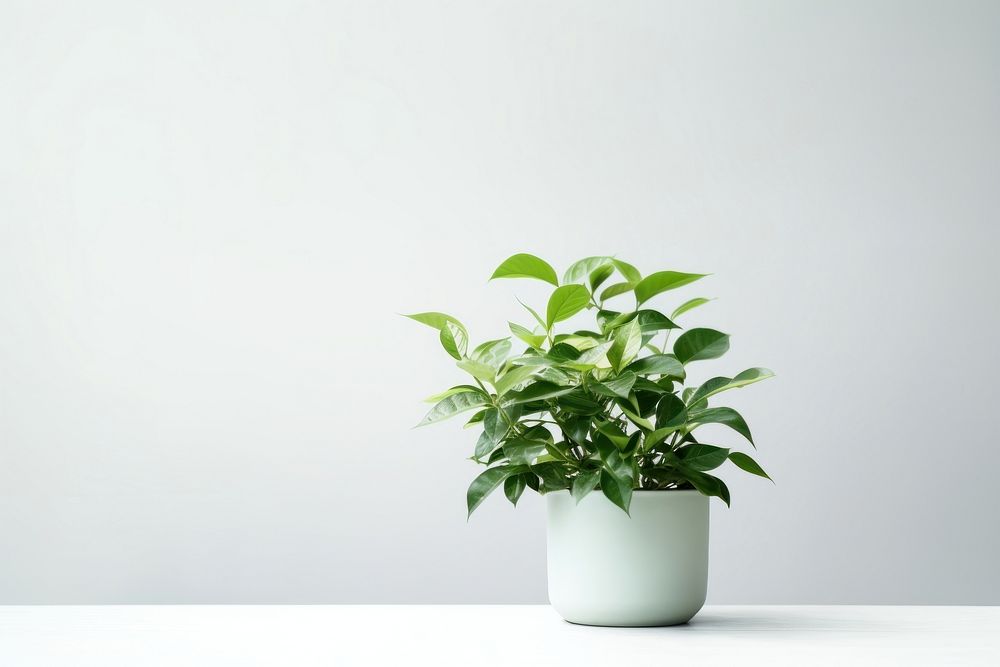 Plant nature leaf houseplant. AI generated Image by rawpixel.