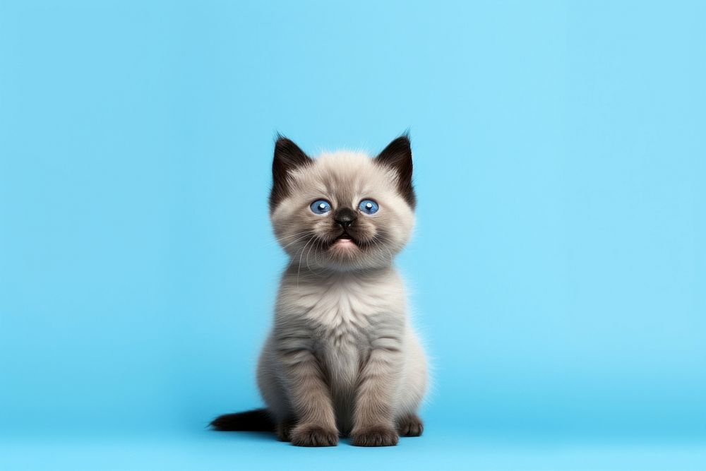 Kitten siamese animal mammal. AI generated Image by rawpixel.