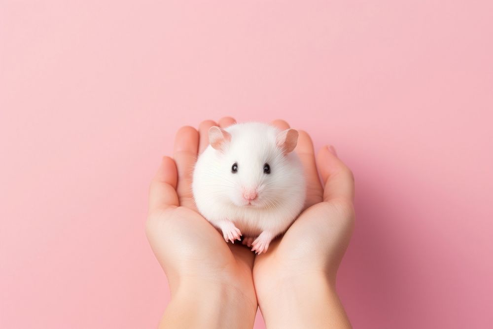 Hamster rodent mammal animal. AI generated Image by rawpixel.