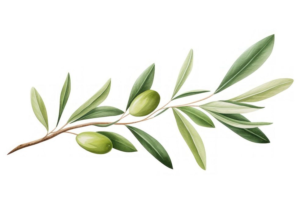 Branch plant olive herbs. 