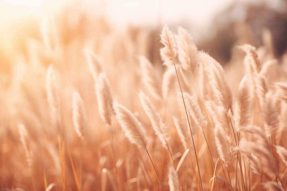 Nature grass backgrounds outdoors. AI generated Image by rawpixel.