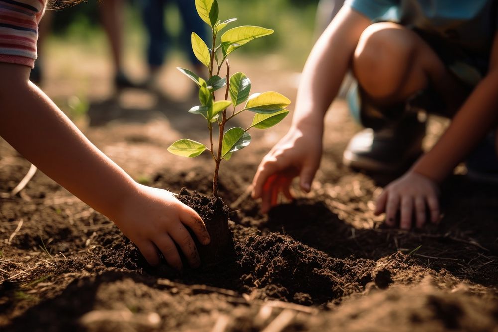 Planting gardening outdoors nature. 