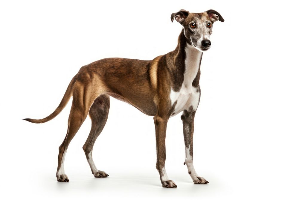 Hound greyhound animal mammal. 