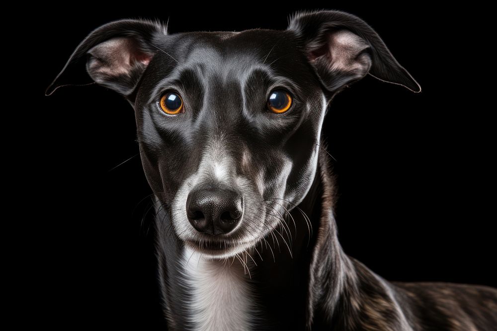 Hound greyhound animal mammal. AI generated Image by rawpixel.