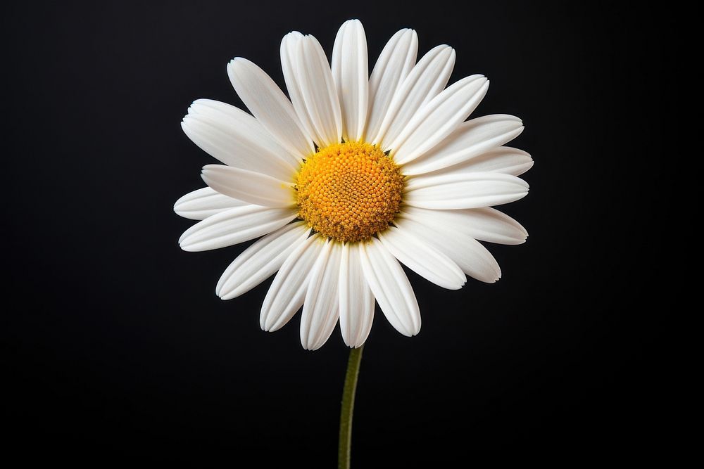 Daisy flower petal plant. AI generated Image by rawpixel.