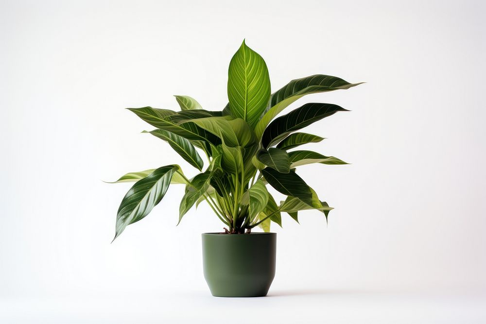 Plant houseplant leaf freshness. AI generated Image by rawpixel.