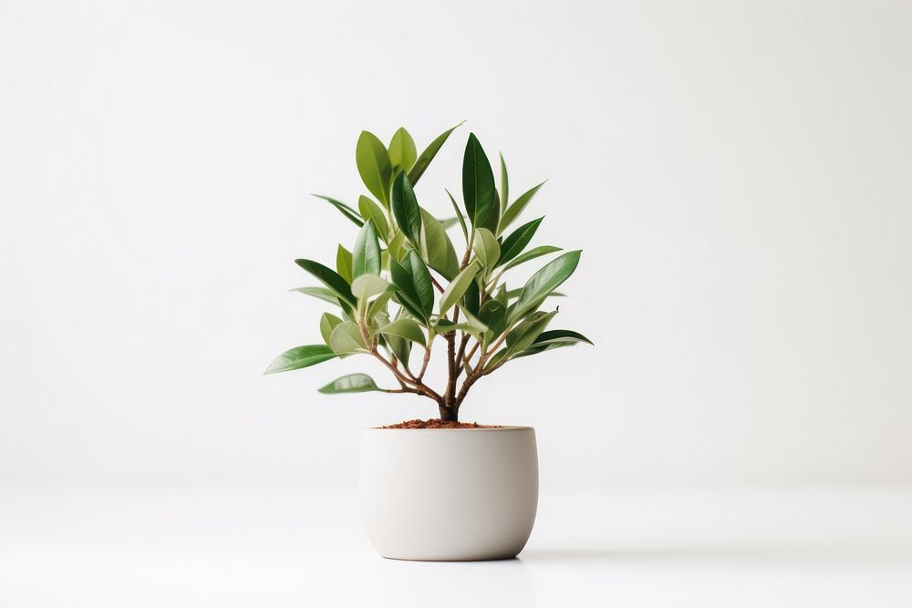 Plant bonsai leaf houseplant. AI generated Image by rawpixel.