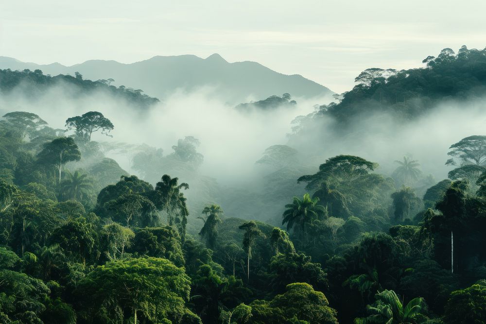Forest mist vegetation rainforest