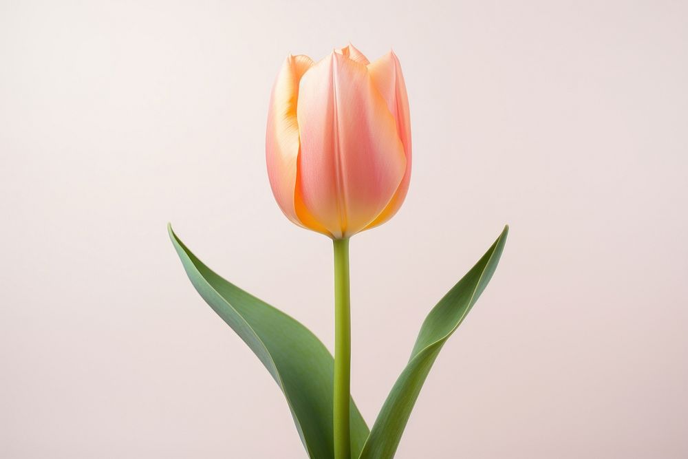 Tulip flower plant inflorescence. 