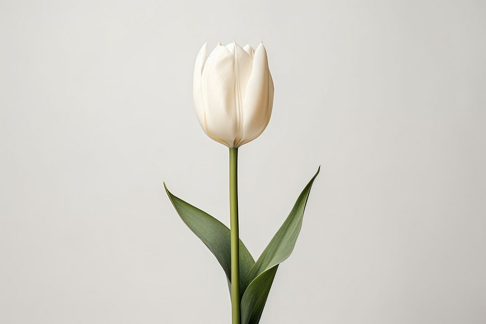 Tulip flower plant white. 