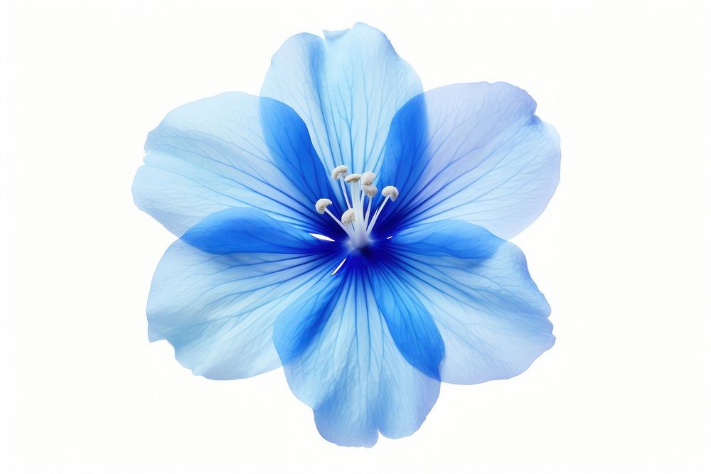 Flower petal hibiscus plant. AI generated Image by rawpixel.