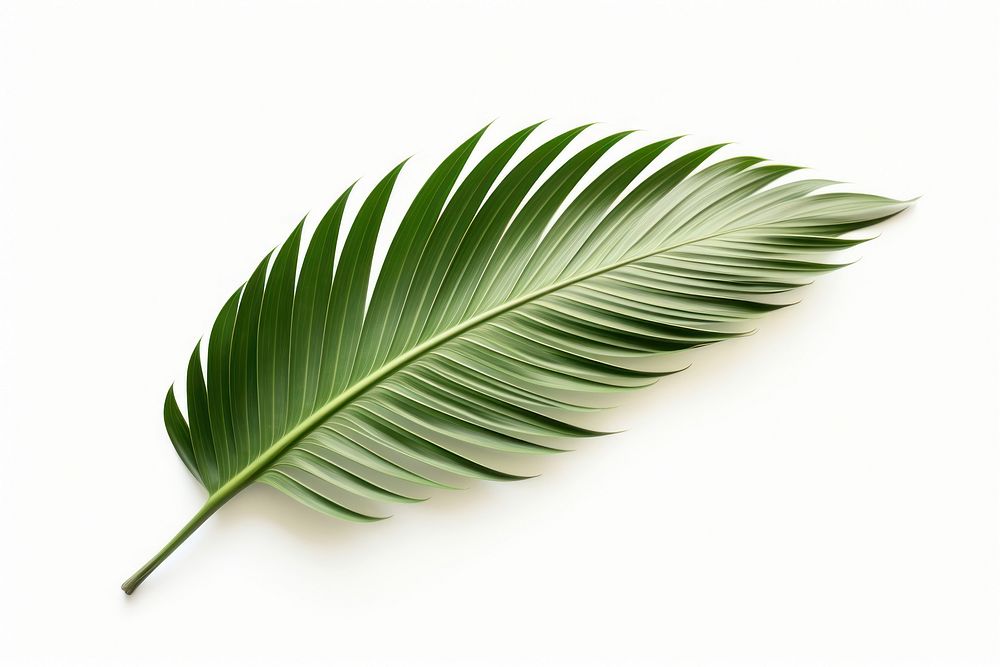 Leaf plant white background accessories. AI generated Image by rawpixel.