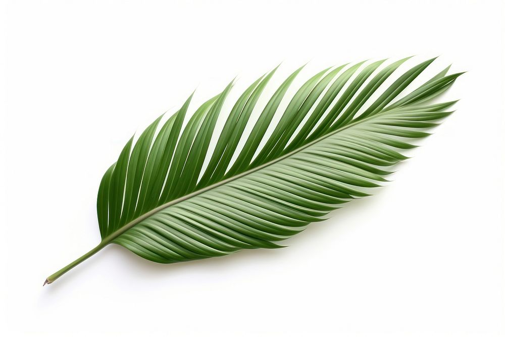 Leaf plant white background palm leaf. AI generated Image by rawpixel.