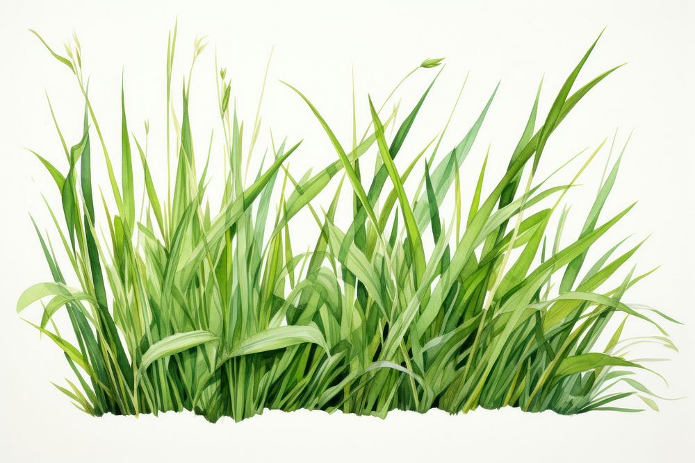 Grass plant lawn white background. 