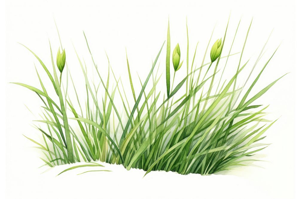 Plant grass white background tranquility. AI generated Image by rawpixel.