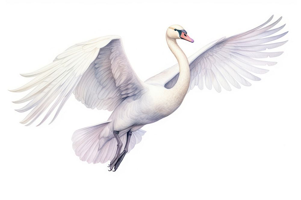 Swan animal flying white. AI generated Image by rawpixel.