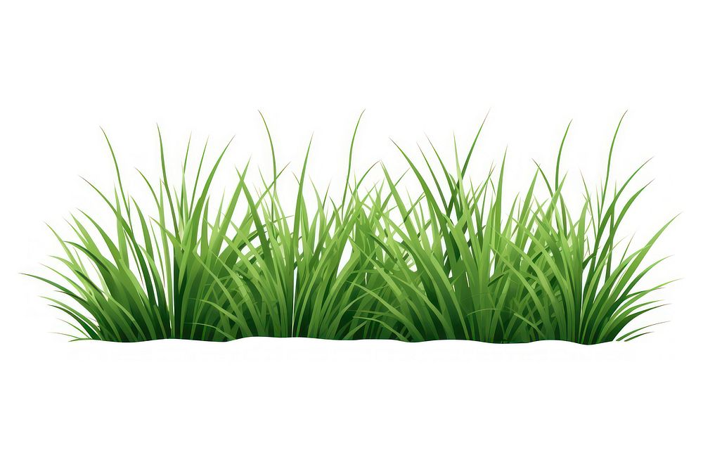 Grass plant green lawn. 