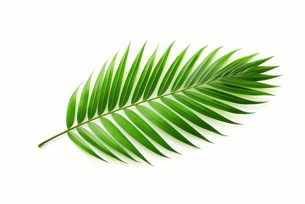 Plant green leaf fern. AI generated Image by rawpixel.
