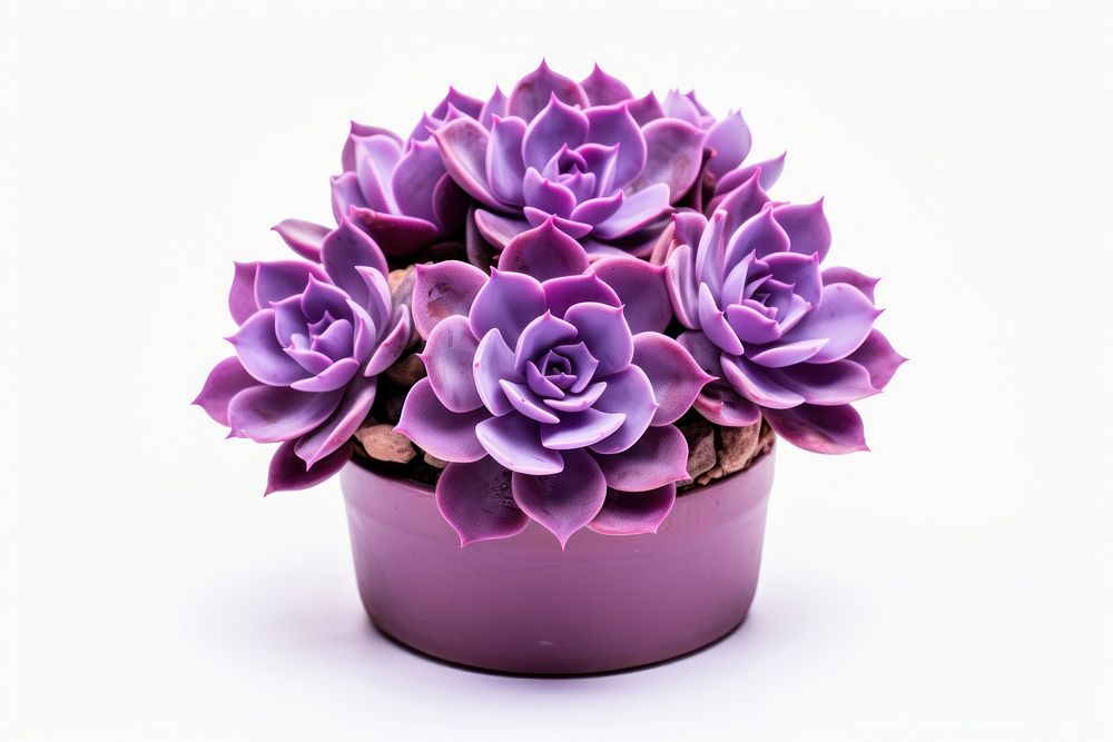 Plant flower purple violet. AI generated Image by rawpixel.