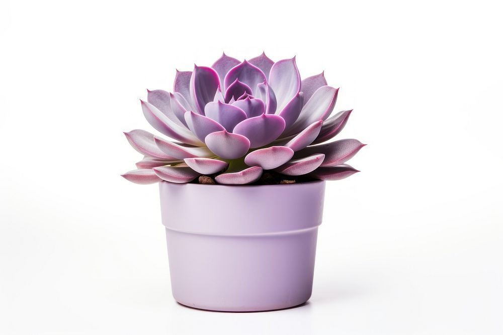 Plant houseplant flower violet. AI generated Image by rawpixel.