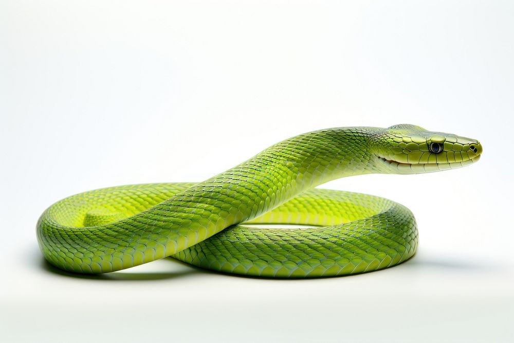 Wildlife reptile animal snake. AI generated Image by rawpixel.