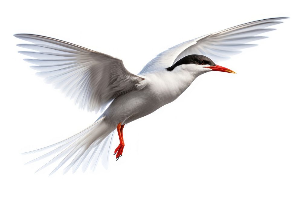 Tern seagull animal flying. AI generated Image by rawpixel.
