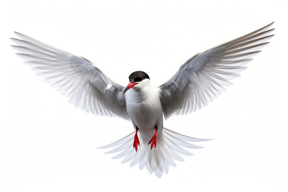 Tern animal flying white. AI generated Image by rawpixel.