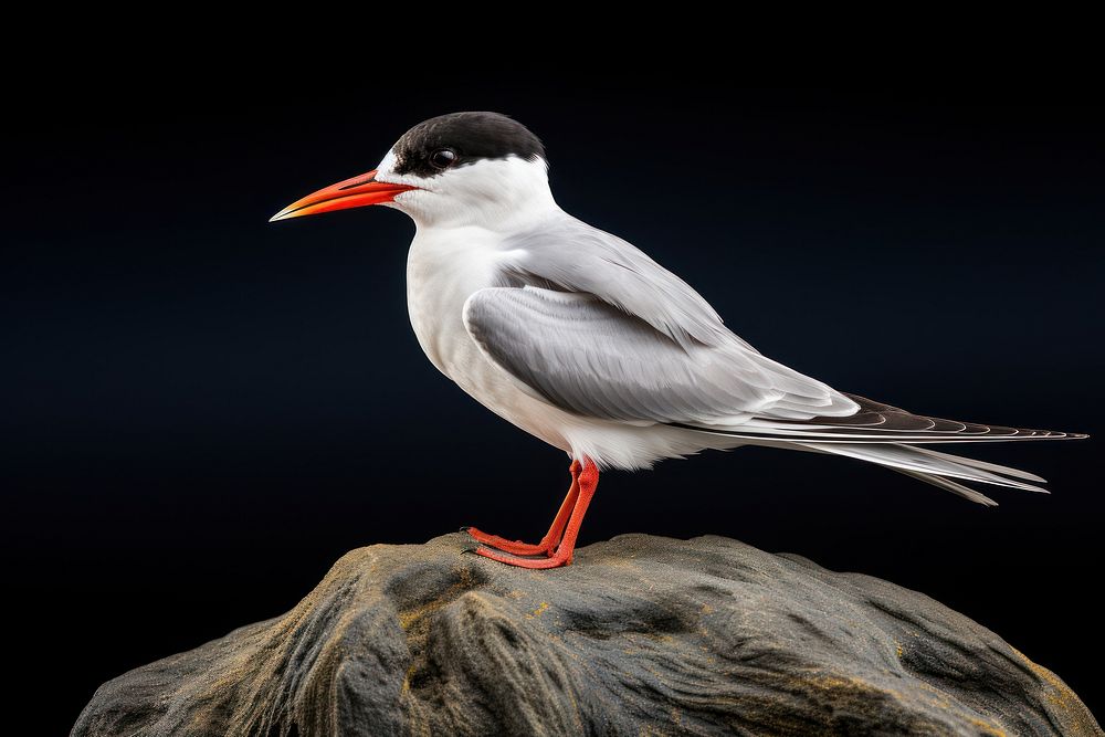 Animal beak bird rock. AI generated Image by rawpixel.